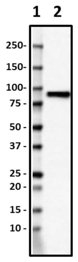 Biolegend Purified anti-Gelsolin, Quantity: Each of 1
