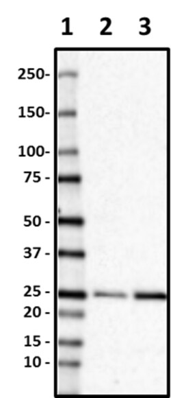 Biolegend Purified anti-PRDX4, Quantity: Each of 1