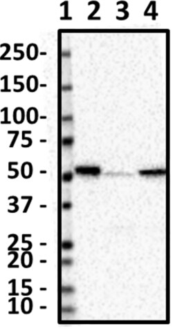 Biolegend Purified anti-ALDH2, Quantity: Each of 1
