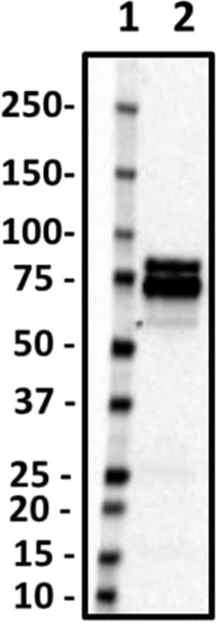 Biolegend Purified anti-FXR1, Quantity: Each of 1