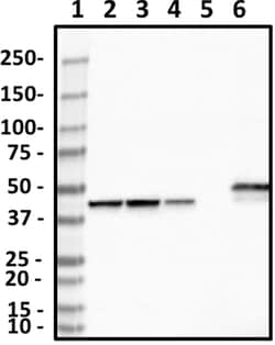 Biolegend Purified anti-CKMT1, Quantity: Each of 1