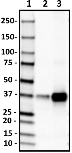 Biolegend Purified anti-SMN (Gemin 1), Quantity: Each of 1