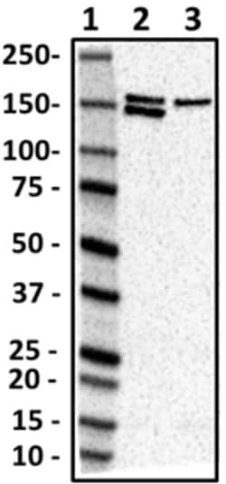 Biolegend Purified anti-Dynactin 1 (N-Terminus), Quantity: Each of 1