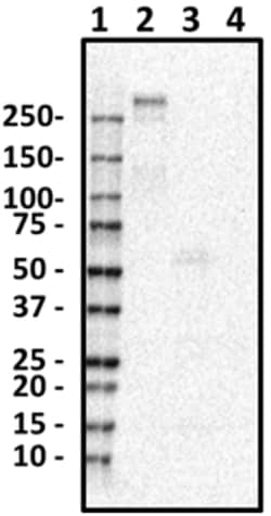Biolegend Purified anti-NG2, Quantity: Each of 1