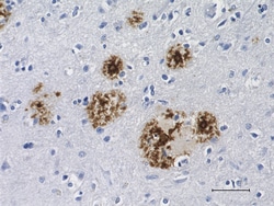 Biolegend Purified anti-β-Amyloid, x-40 Recombinant, Quantity: Each of