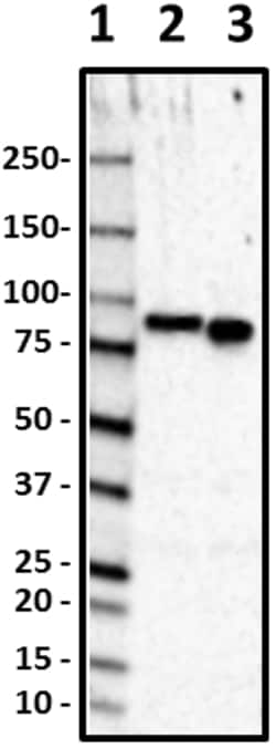 Biolegend Purified anti-Ubiquilin-2, Quantity: Each of 1