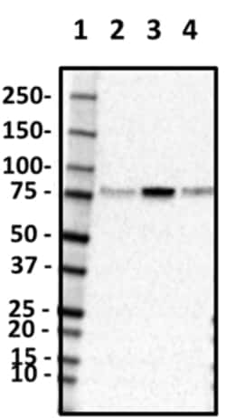 Biolegend Purified anti-Cortactin (CTTN), Quantity: Each of 1
