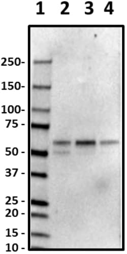Biolegend Purified anti-Spastin, Quantity: Each of 1