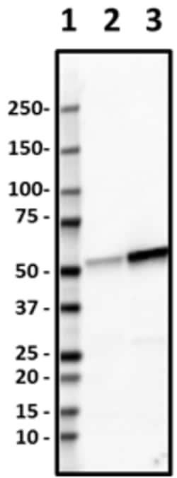 Biolegend Purified anti-Fascin-1, Quantity: Each of 1