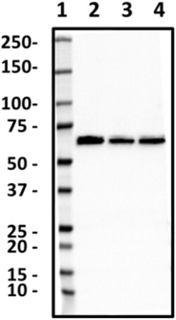 Biolegend Purified anti-PAK1, Quantity: Each of 1
