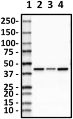 Biolegend Purified anti-CKMT2, Quantity: Each of 1