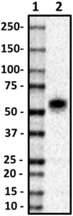 Biolegend Purified anti-CD55, Quantity: Each of 1