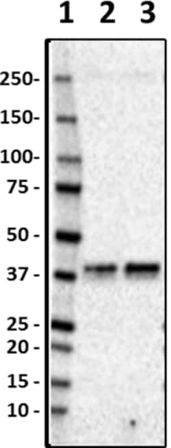 Biolegend Purified anti-Musashi-1, Quantity: Each of 1