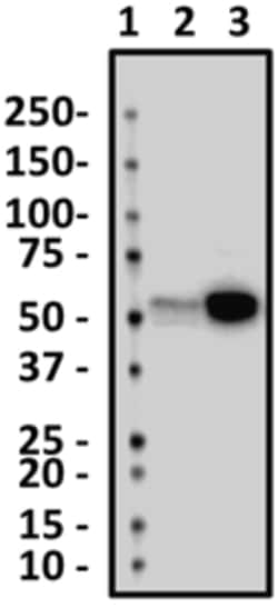 Biolegend Purified anti-DOPA Decarboxylase (DDC), Quantity: Each of 1