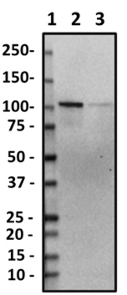 Biolegend Purified anti-Gemin 4, Quantity: Each of 1