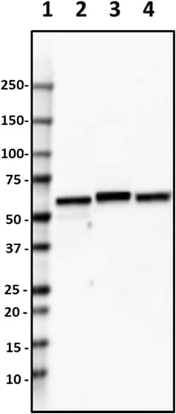 Biolegend Purified anti-TBL1, Quantity: Each of 1