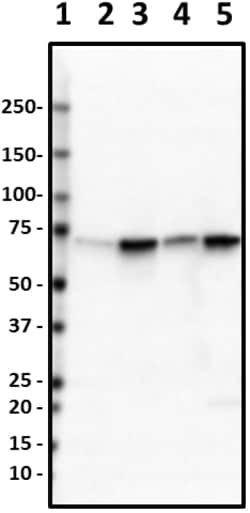 Biolegend Purified anti-Lamin B1, Quantity: Each of 1