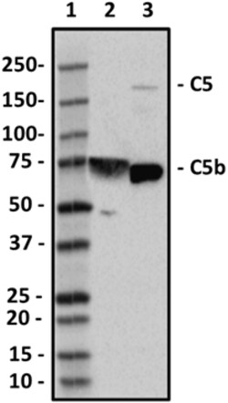 Biolegend Purified anti-Complement C5b, Quantity: Each of 1