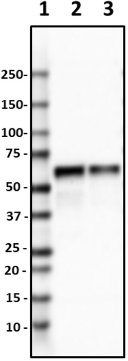 Biolegend Purified anti-TBLR1, Quantity: Each of 1