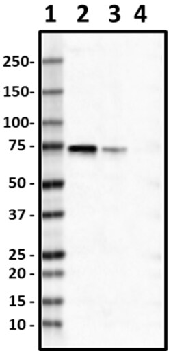 Biolegend Purified anti-Optineurin, Quantity: Each of 1