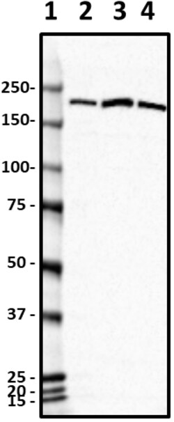 Biolegend Purified anti-UBE2O, Quantity: Each of 1