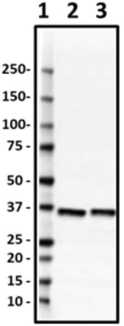 Biolegend Purified anti-Aldose Reductase (AKR1B1), Quantity: Each of 1
