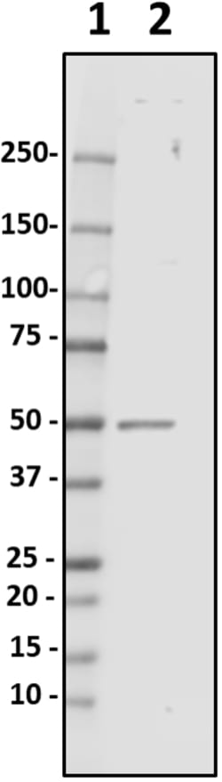 Biolegend Purified anti-Parkin, Quantity: Each of 1