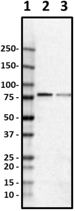 Biolegend Purified anti-FAF1, Quantity: Each of 1