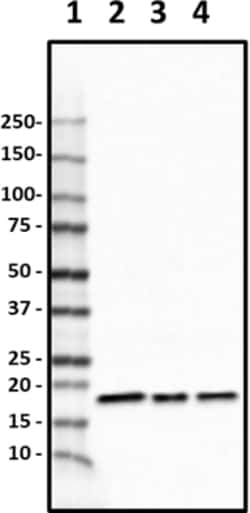 Biolegend Purified anti-UBE2V1, Quantity: Each of 1