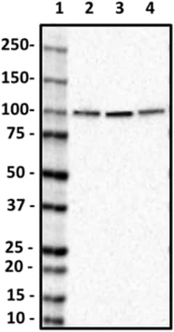 Biolegend Purified anti-VCP, Quantity: Each of 1