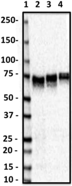 Biolegend Purified anti-BRAP, Quantity: Each of 1