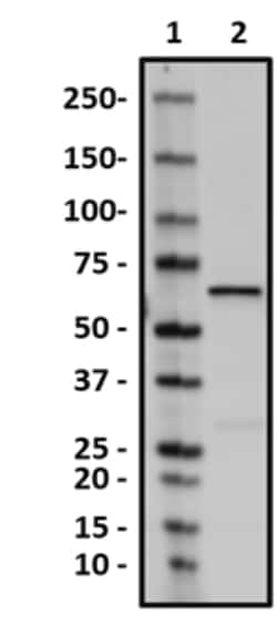 Biolegend Purified anti-EIF2AK2, Quantity: Each of 1
