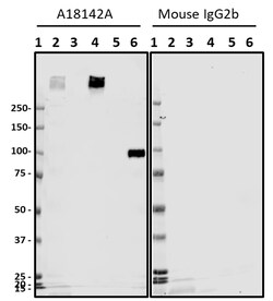 Biolegend Purified anti-β-Amyloid, aggregated, Quantity: Each of 1