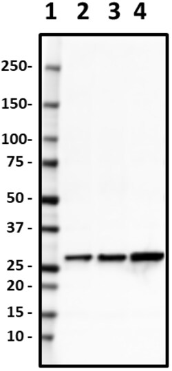 Biolegend Purified anti-Calretinin, Quantity: Each of 1