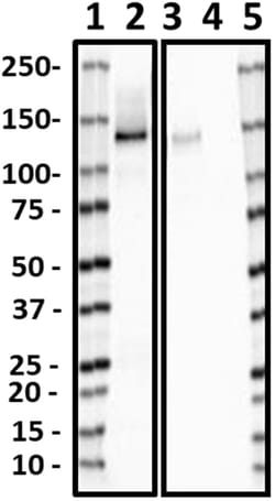 Biolegend Purified anti-CD304 (Neuropilin 1), Quantity: Each of 1