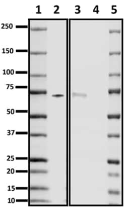 Biolegend Purified anti-Fibrinogen, Quantity: Each of 1