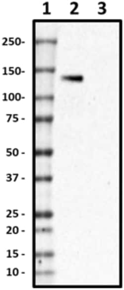 Biolegend Purified anti-Desmoglein 3, Quantity: Each of 1