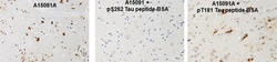 Biolegend&nbsp;Tau Antibody Sampler Kit
