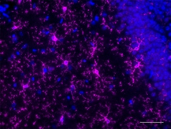 Biolegend Glial Cell Marker Antibody Sampler Kit, Quantity: Each of 1