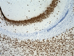 Biolegend Neuron Marker Antibody Sampler Kit, Quantity: Each of 1