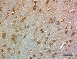 Biolegend β/γ Secretase Antibody Sampler Kit