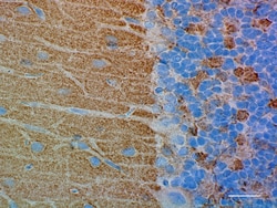 Biolegend Presynaptic Vesicle Antibody Sampler Kit, Quantity: Each of 1