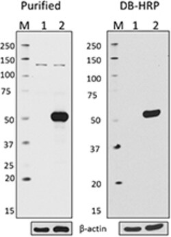 Biolegend Direct-Blot HRP anti-HA.11 Epitope Tag, Quantity: Each of 1
