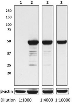 Biolegend Ultra-LEAF Purified anti-HA.11 Epitope Tag, Quantity: Each of