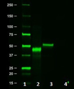 Biolegend Purified anti-HA.11 Epitope Tag, Quantity: Each of 1