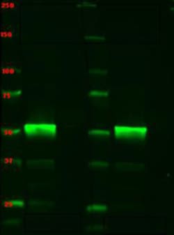 Biolegend Purified anti-HA.11 Epitope Tag, Quantity: Each of 1