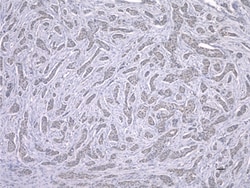Biolegend Purified anti-p38 MAPK Phospho (Thr180/Tyr182), Quantity: Each