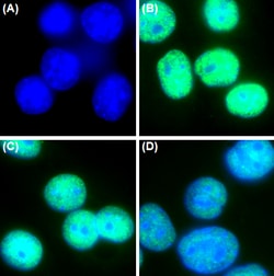 Biolegend Purified anti-RNA Polymerase II, Quantity: Each of 1