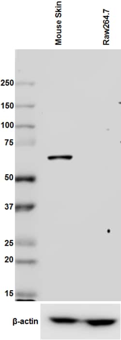 Biolegend Purified anti-Keratin 1, Quantity: Each of 1