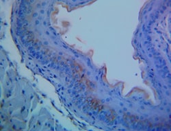 Biolegend Purified anti-Mouse Keratin 6A [Poly19057]; Isotype: Rabbit Polyclonal